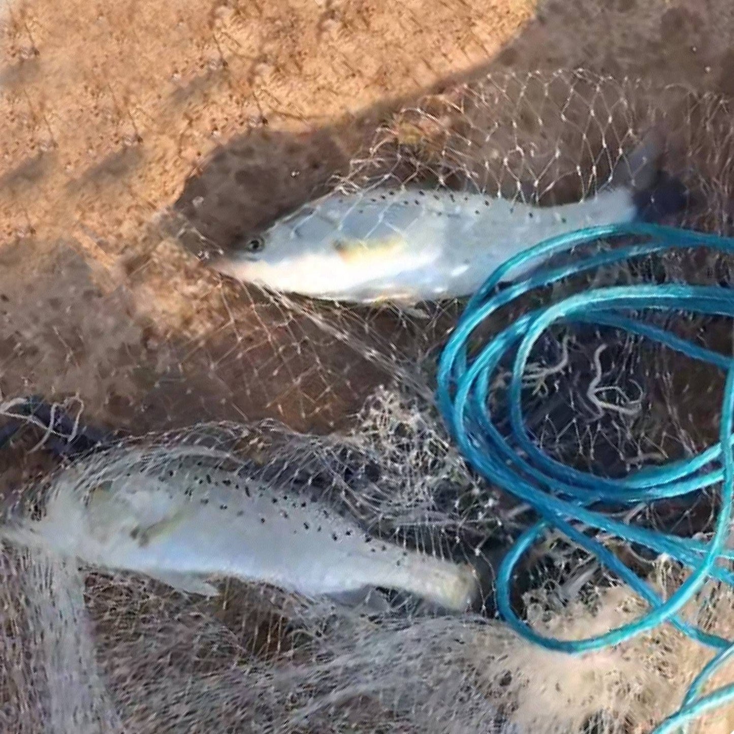 Fishing Cast Net Bait Trap Easy Throw Heavy Duty Hand Cast Net with Chain Sinker Bottom Spread - Discount Msrp
