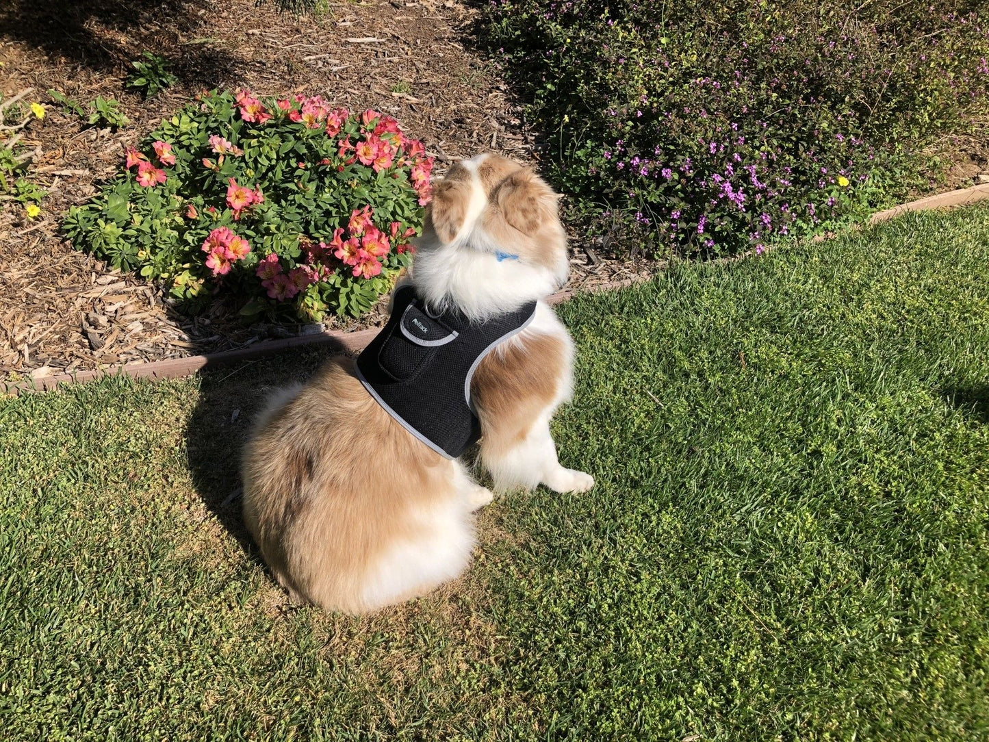 Pet Realtime Surveillance w/ Pet Tracker GPS Tracking Chip for Dogs + App Size:M - Discount Msrp 