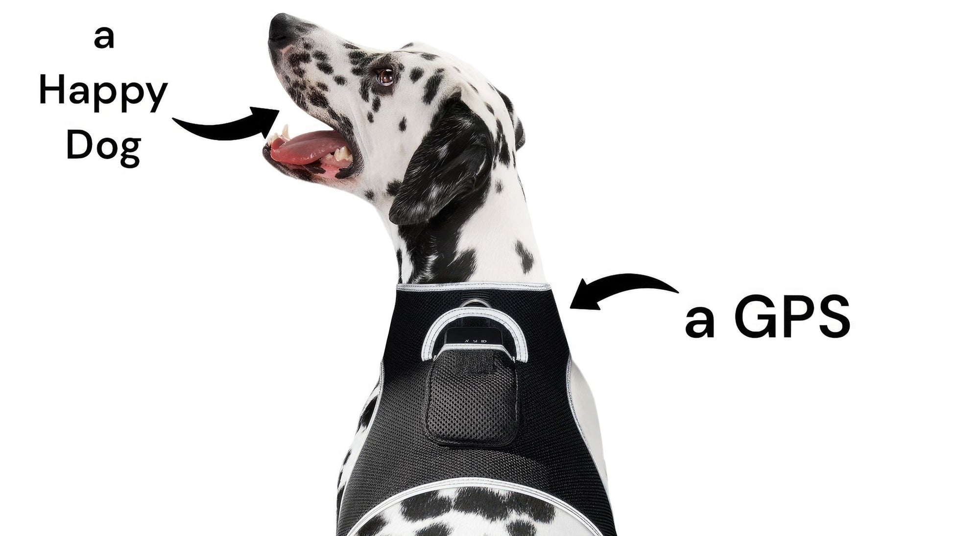 Pet Realtime Surveillance w/ Pet Tracker GPS Tracking Chip for Dogs + App Size:M - Discount Msrp 