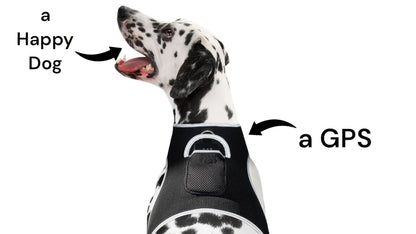 Pet Realtime Surveillance w/ Pet Tracker GPS Tracking Chip for Dogs + App Size:M - Discount Msrp 
