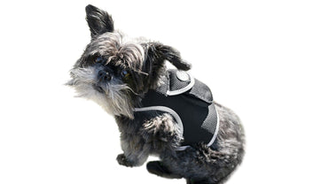 Pet Realtime Surveillance w/ Pet Tracker GPS Tracking Chip for Dogs + App Size:M - Discount Msrp 