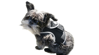 Pet Realtime Surveillance w/ Pet Tracker GPS Tracking Chip for Dogs + App Size:M - Discount Msrp 