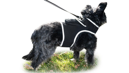 Pet Realtime Surveillance w/ Pet Tracker GPS Tracking Chip for Dogs + App Size:M - Discount Msrp 