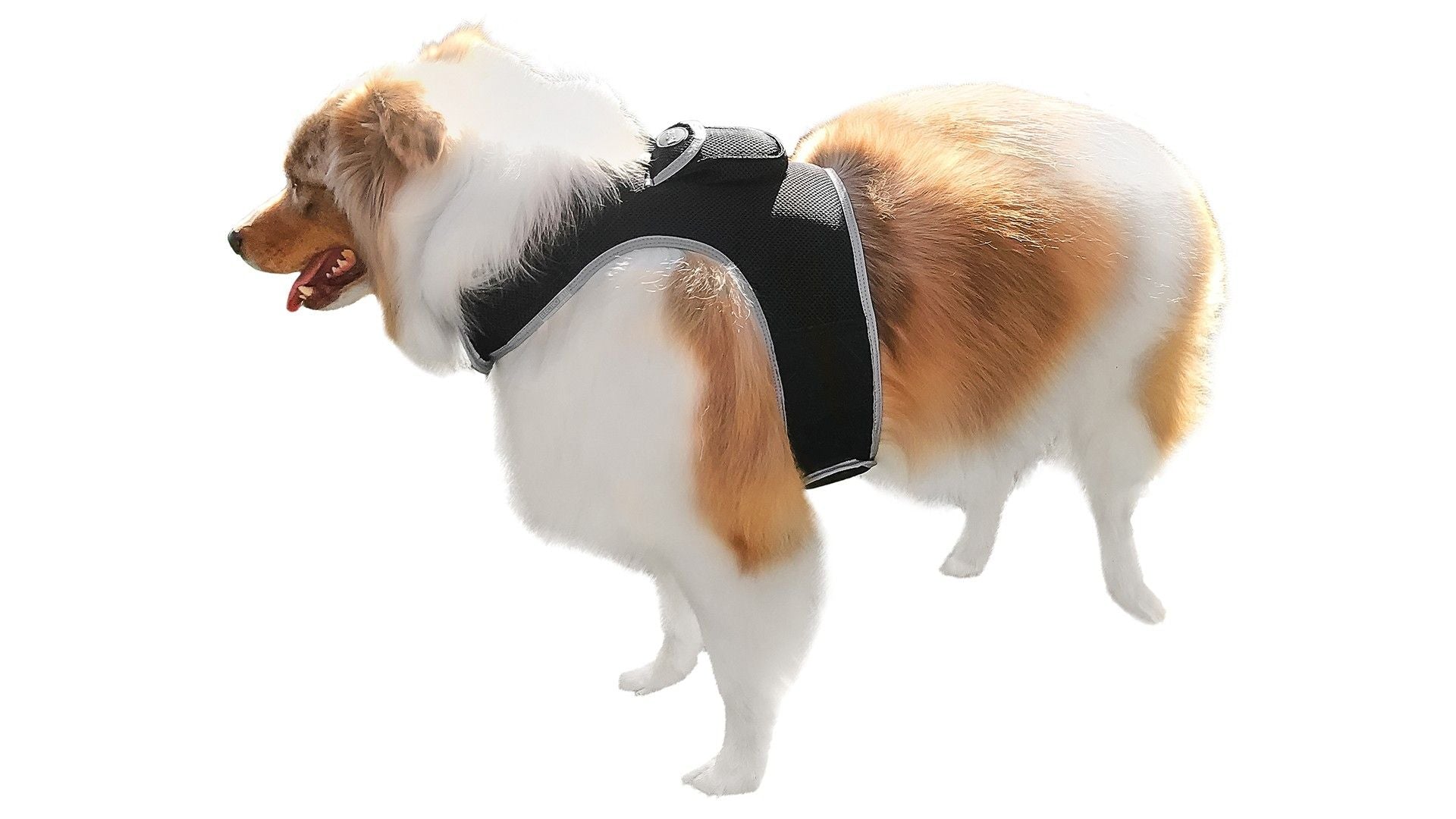 Pet Realtime Surveillance w/ Pet Tracker GPS Tracking Chip for Dogs + App Size:M - Discount Msrp 